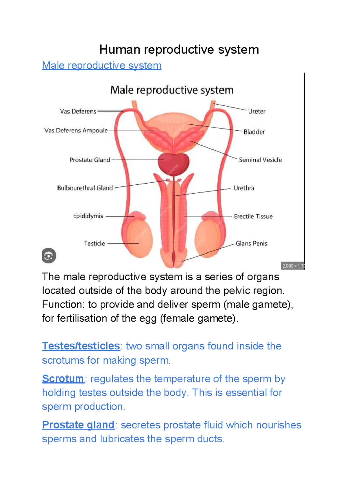 BIO 101: Male Reproductive & Nervous Systems Overview - Studocu