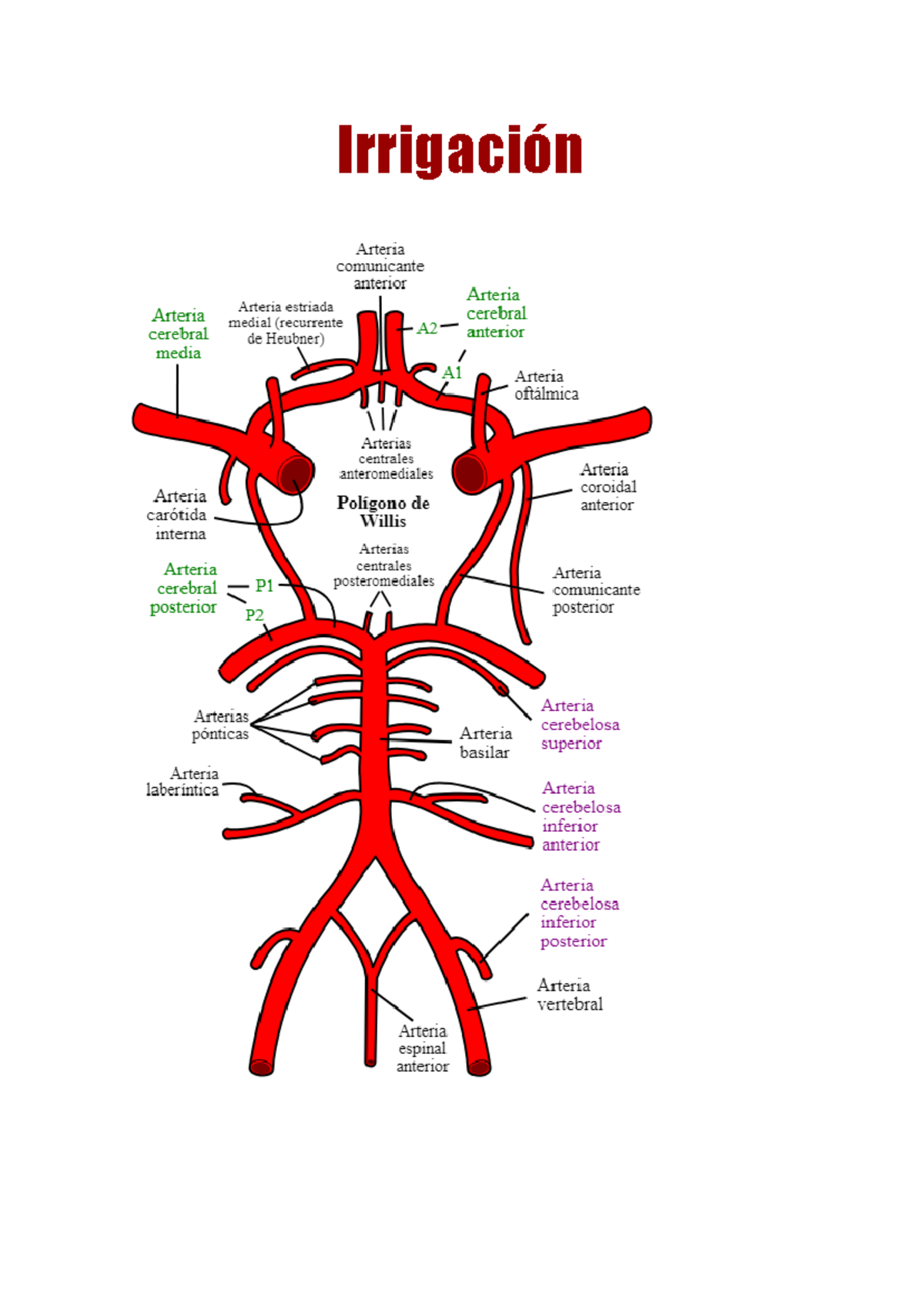 Irrigación de los Hemisferios Cerebrales: Estructura y Función - Studocu, image size:1200x1697