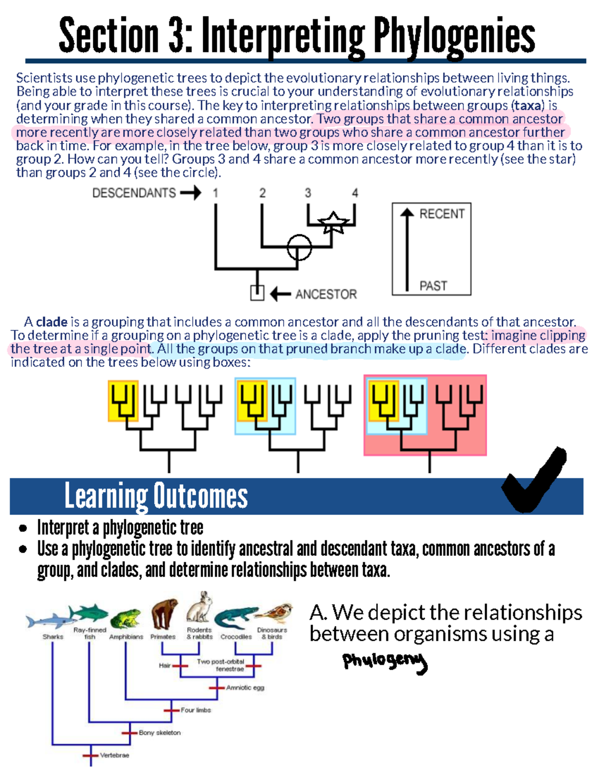 Interpreting Phylogenetic Trees: Key Concepts for Bio 101 Final Exam ...