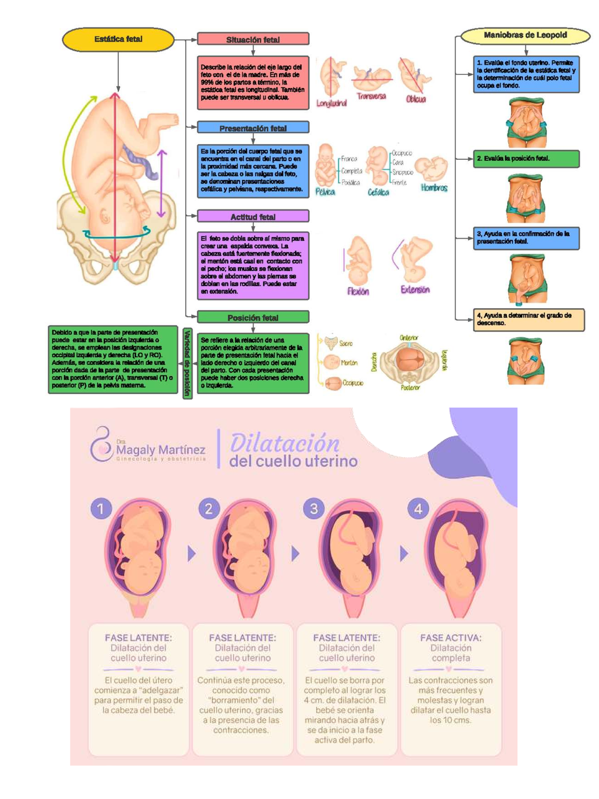 FASES DEL TRABAJO DE PARTO: Guía Completa para el Parto - Studocu