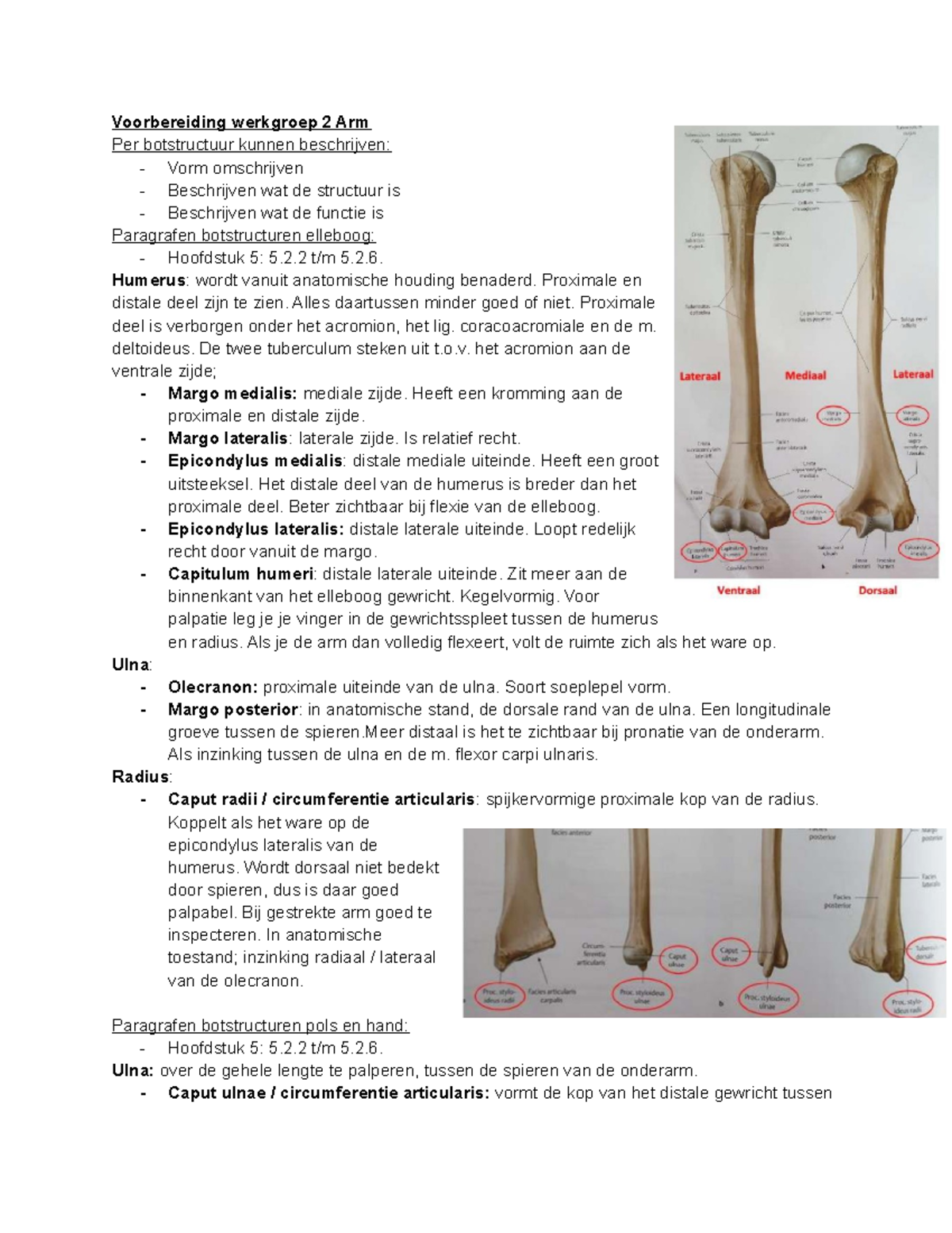 Werkgroep 2: Anatomie en Functies van Botstructuren Arm en Pols ...