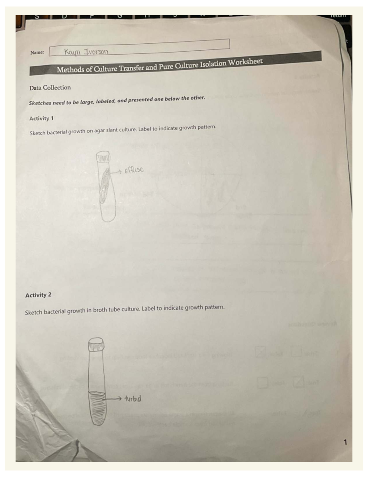 Lab 3: Methods of Culture Transfer & Pure Culture Isolation Worksheet ...