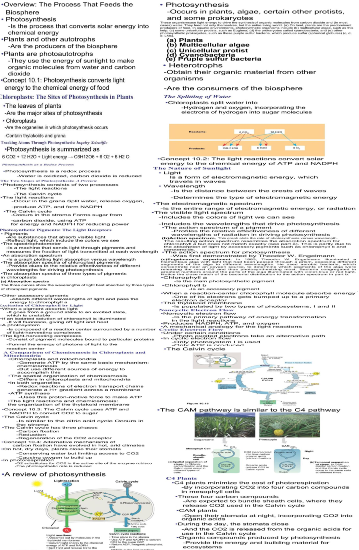 Biochem 101: Overview of Photosynthesis and Genetic Information Flow ...