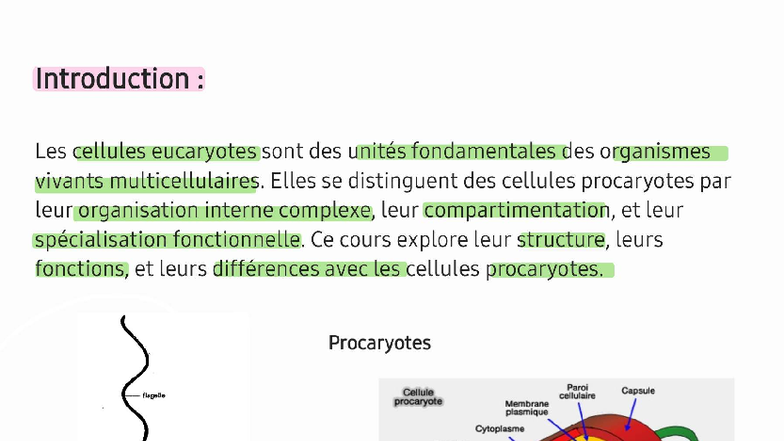 Organisation Fonctionnelle des Cellules Eucaryotes (Cours 250614) - Studocu