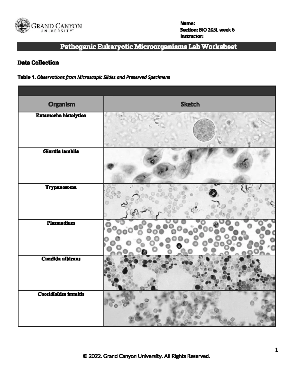 T1 - Globalization Definitions Comparison Worksheet - Studocu