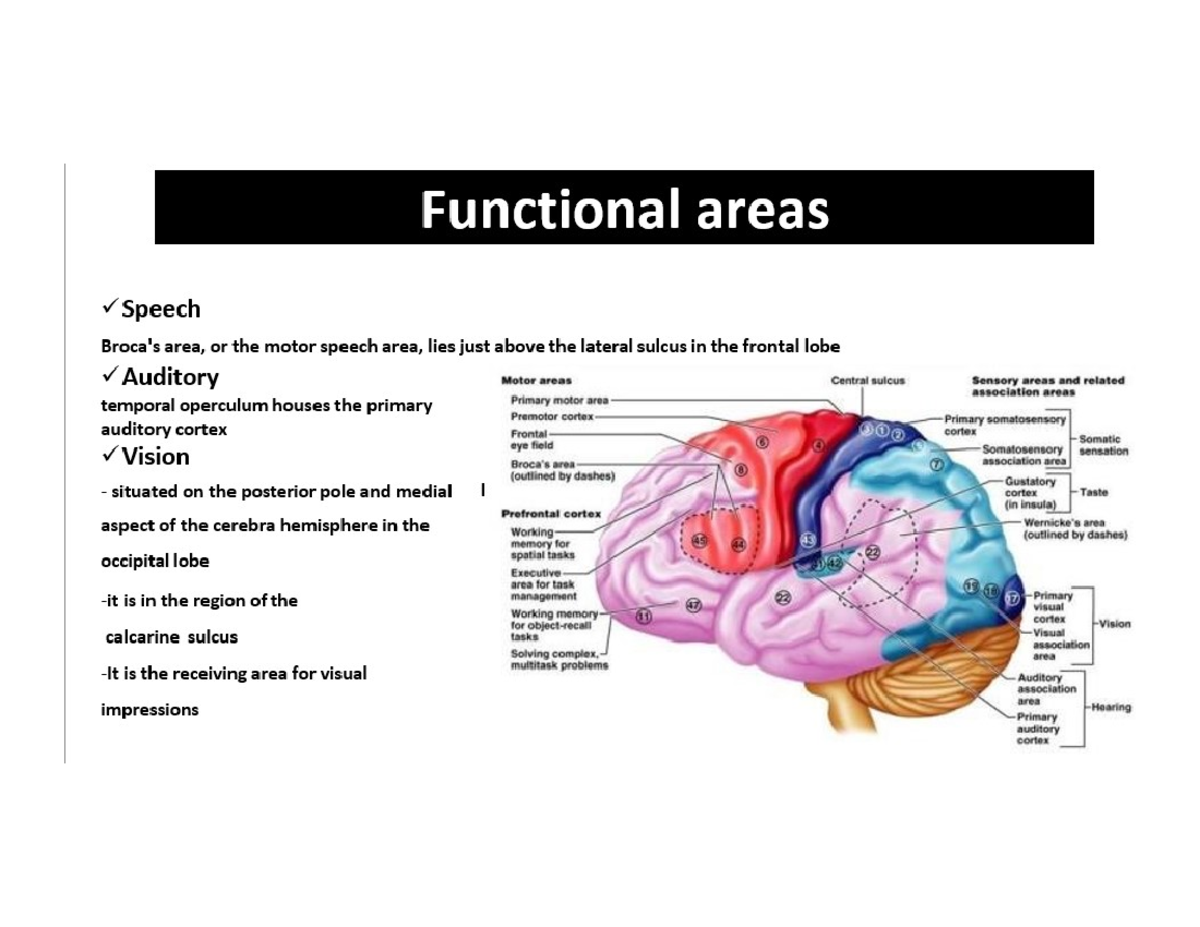 Cortex - lecture notes - Functional areas Speech area, or the motor ...