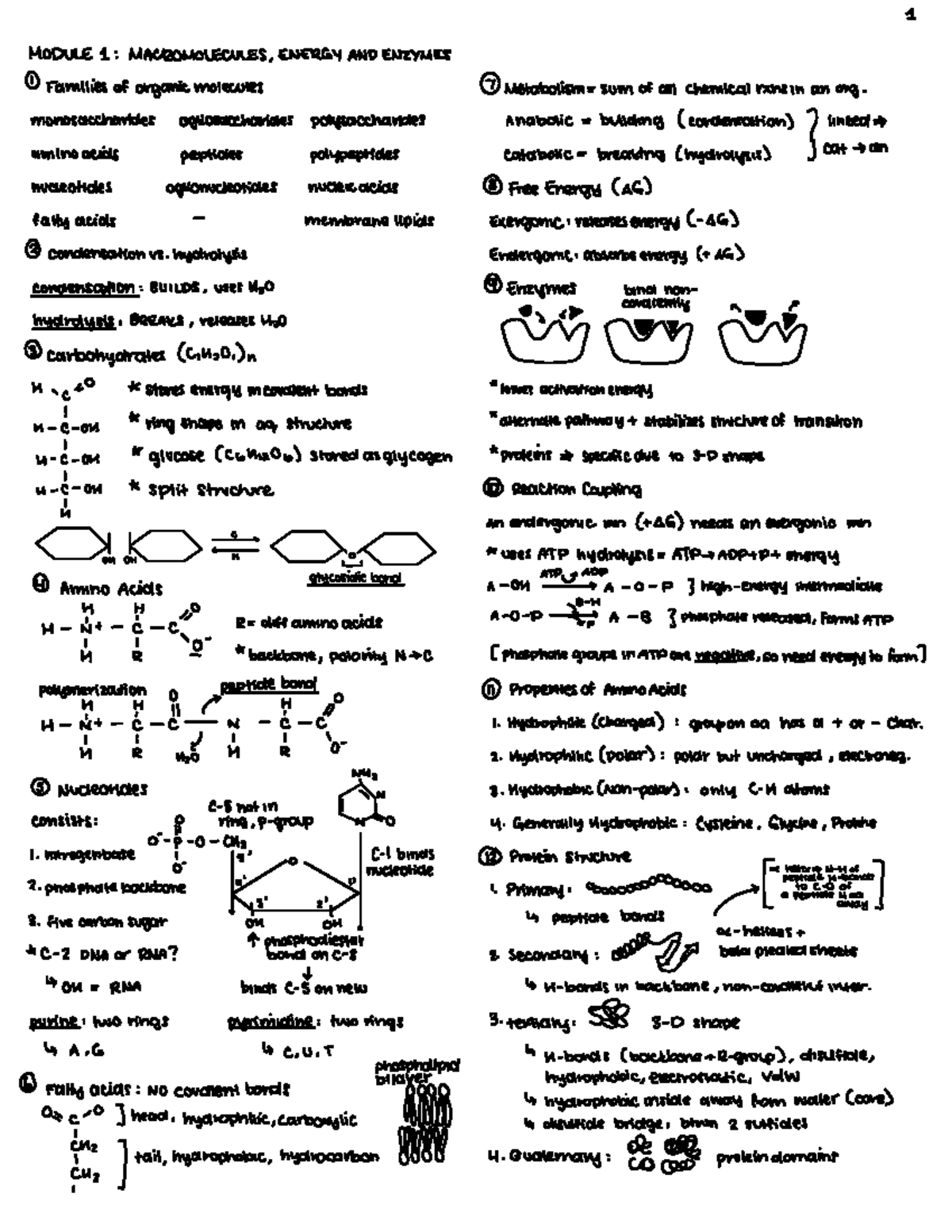 Gene Expression and Function: Key Concepts in Molecular Biology (BIO ...