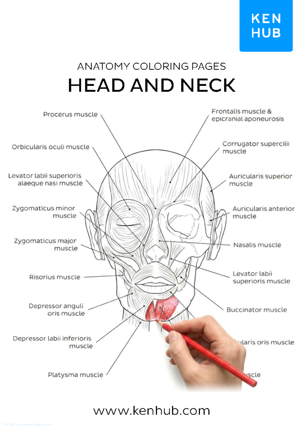 ANATOMY 08: Head and Neck Coloring Pages for Effective Learning - Studocu