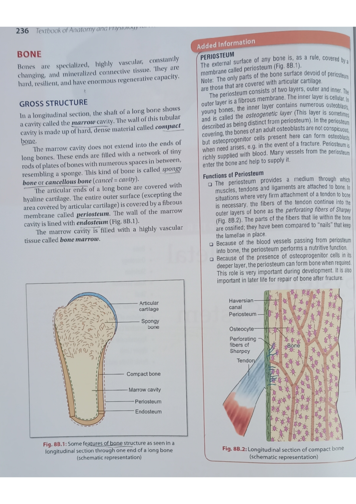 Anatomy and Functions of Bones in the Human Body - Studocu