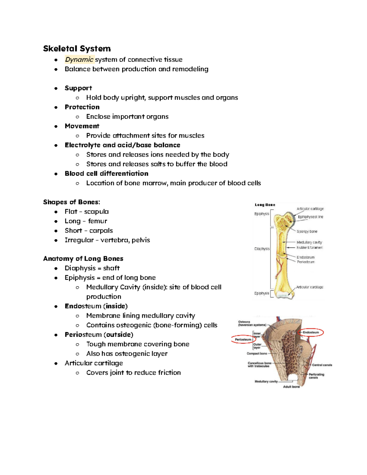 Bio1 - Dani Waters - Skeletal System Dynamic system of connective ...