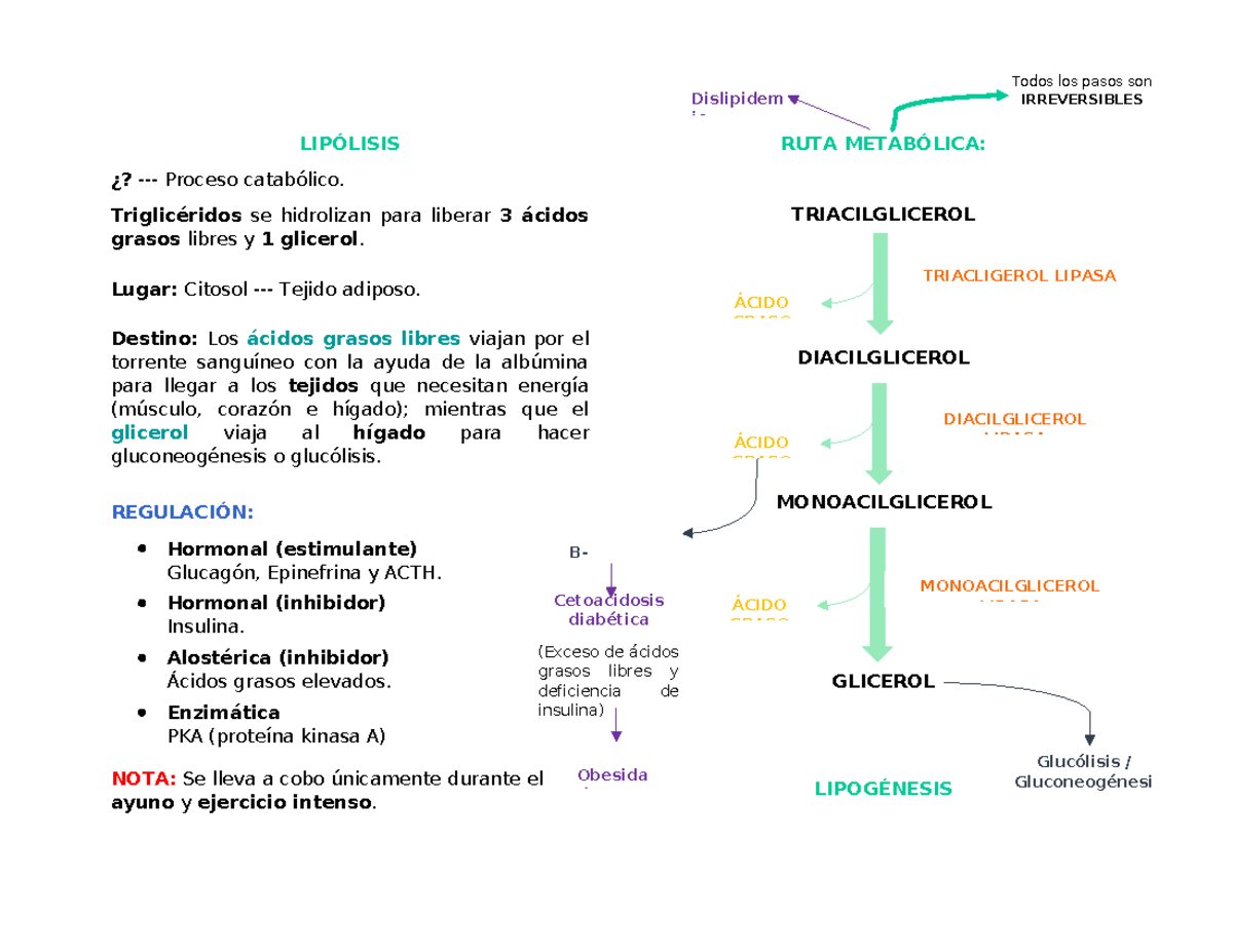 Lipólisis y Lipogénesis: Proceso Metabólico y Regulación - Studocu