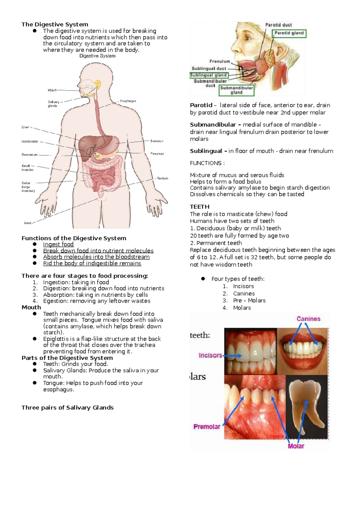 The Digestive System & Related Disorders: A Comprehensive Overview ...