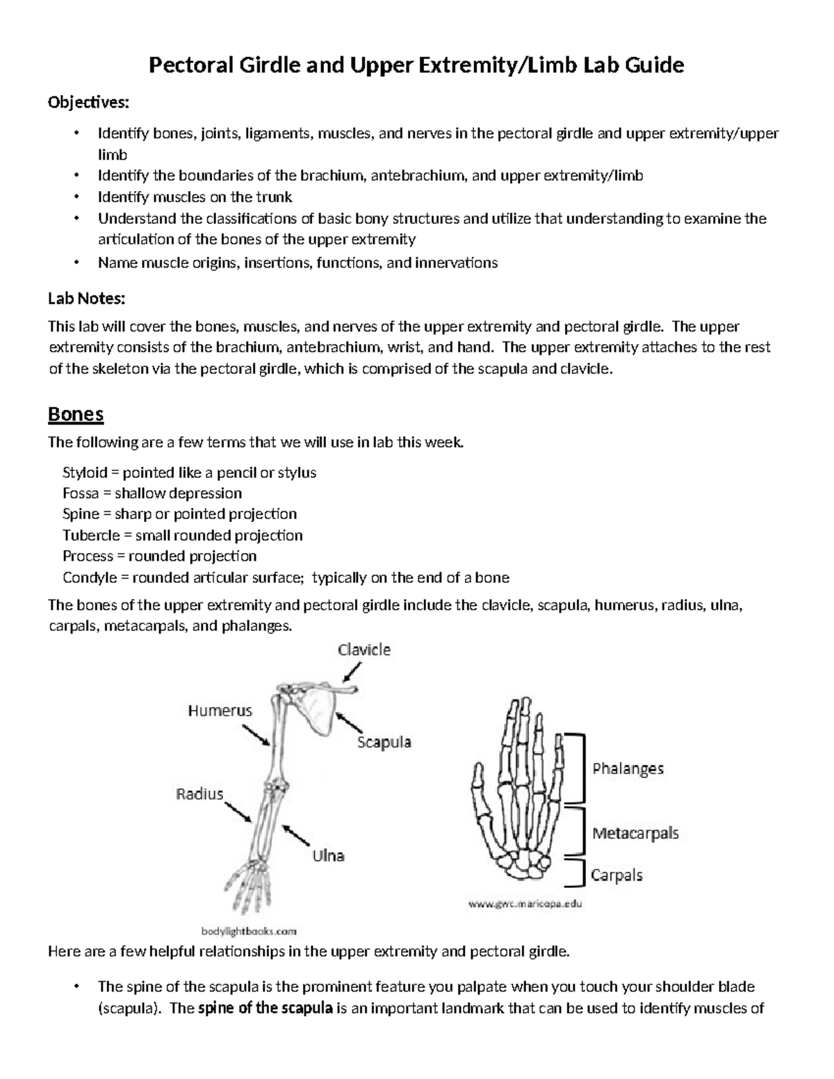 Muscle Anatomy and Functions of the Pectoral Girdle and Upper Limb Lab ...