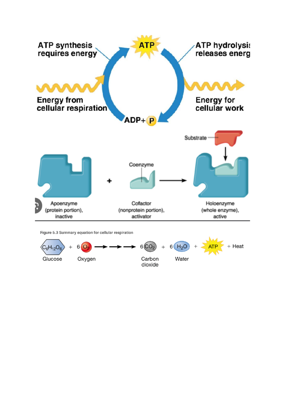Bio pictures - enzyme function - Biol150A - ATP synthesis ATP ATP ...