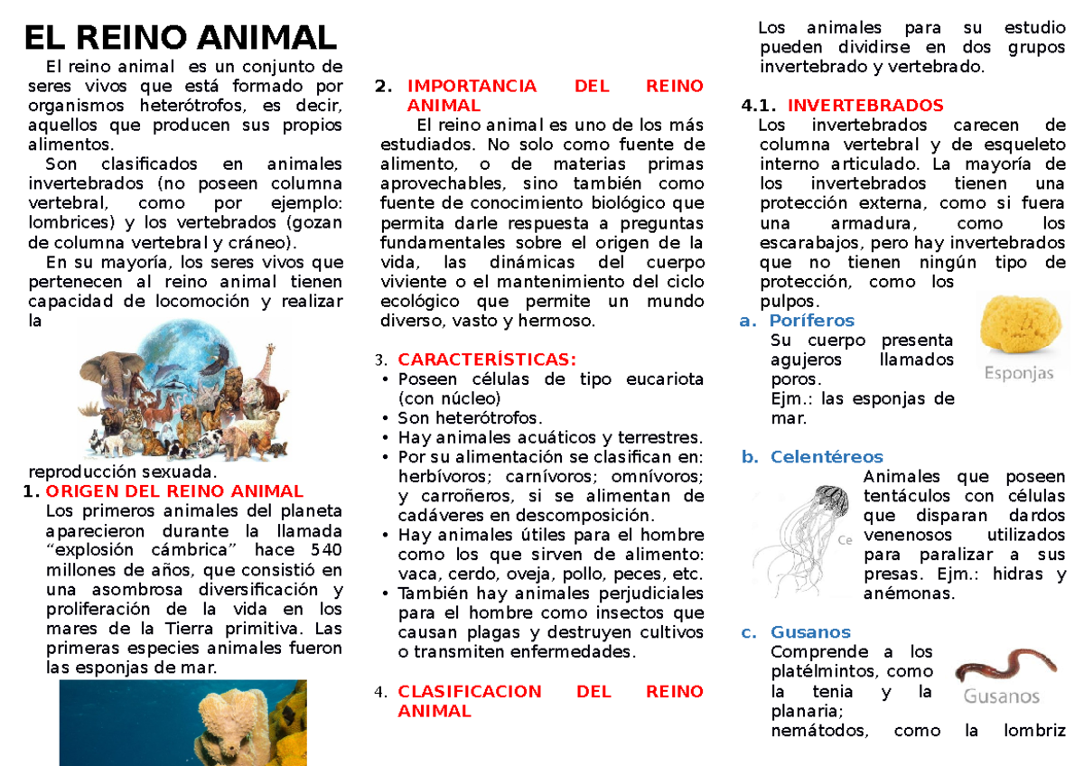 Reino Animal: Características, Clasificación e Importancia - Studocu