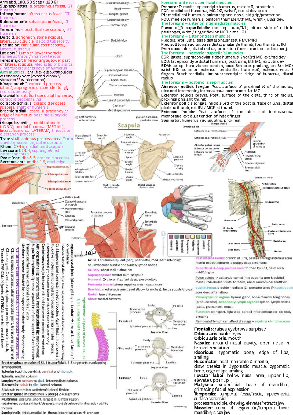 Distal Humerus Anatomy Muscles