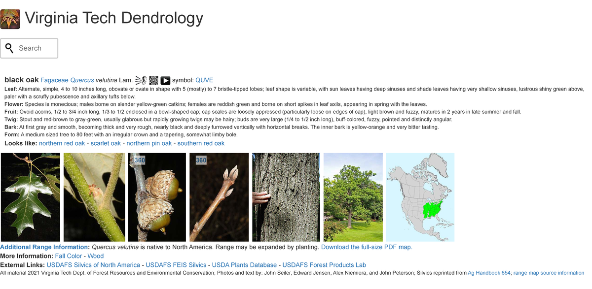 Virginia Tech Dendrology: Black Oak (Quercus velutina) Specimen Notes ...