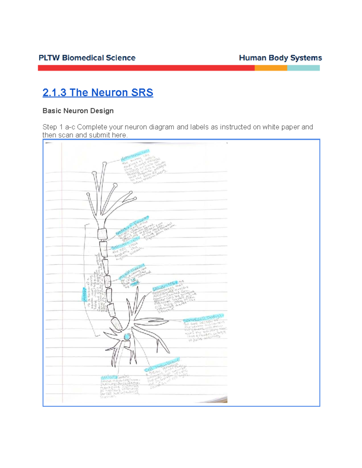 2.1.3 The Neuron SRS: Understanding Neuron and Glial Cell Functions ...
