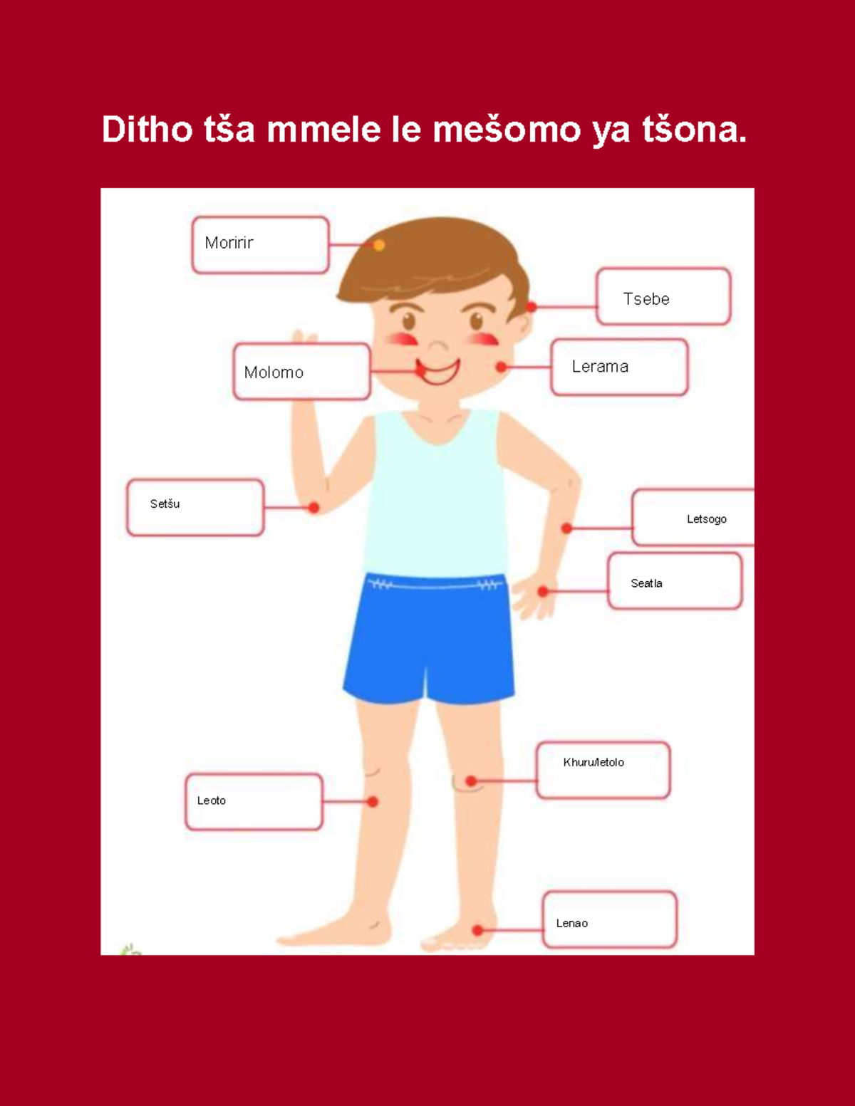 Motho - Summary notes - Ditho tša mmele le mešomo ya tšona. Moririr ...