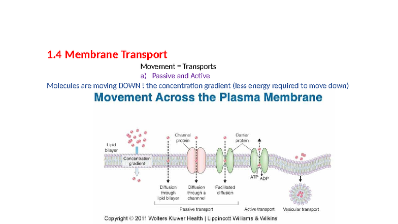 1.4 Membrane Transport: Passive & Active Mechanisms Explained - Studocu