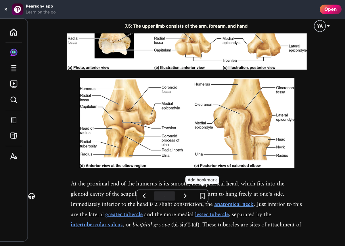 7.5 The upper limb consists of the arm, forearm, and hand - Humerus ...