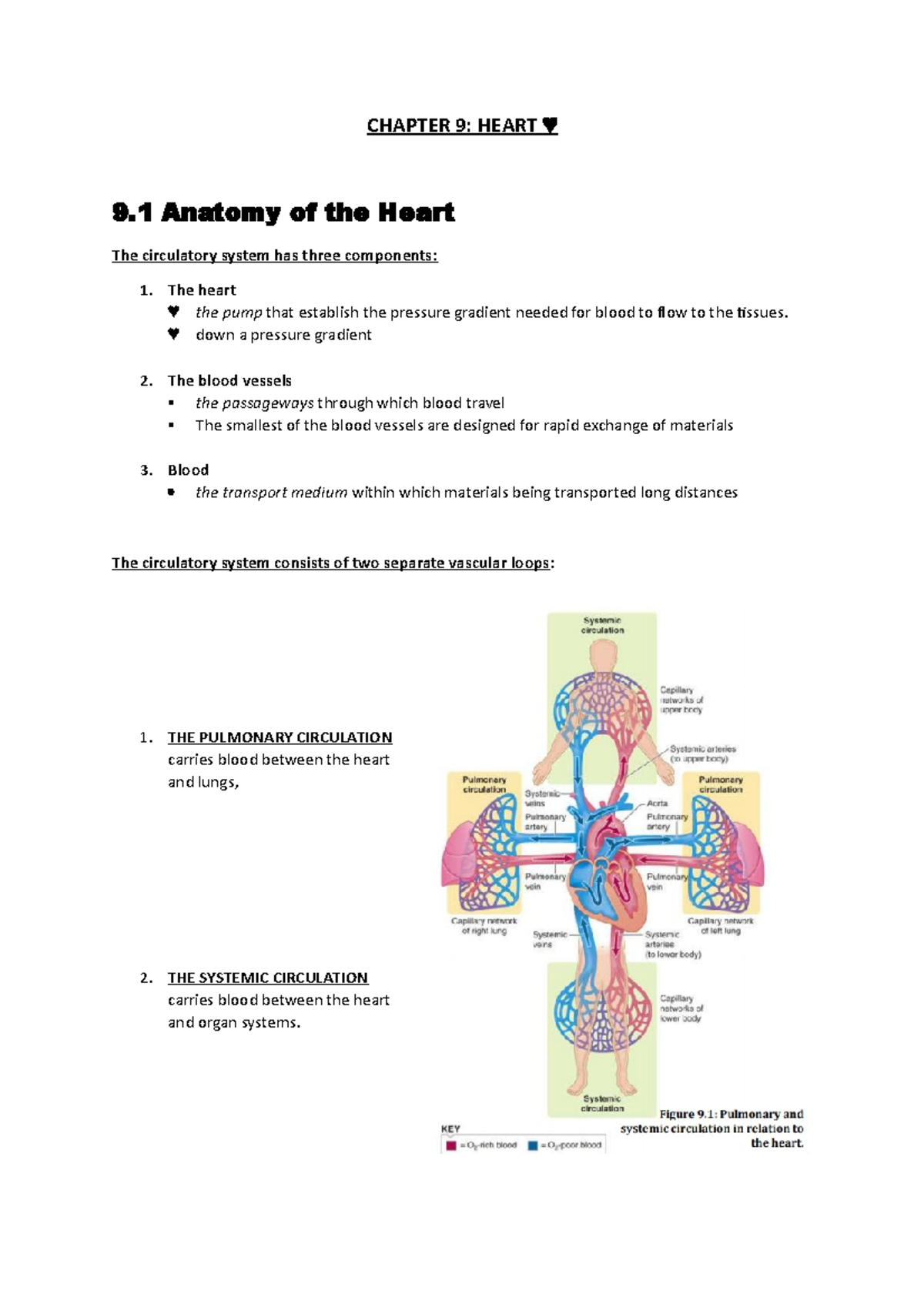 PHBG 3716 - Chapter 9 - Heart Anatomy and Physiology Insights - Studocu