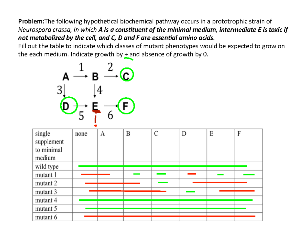 pathwayanonymour - general Biology - Problem:The following hypothe/cal ...