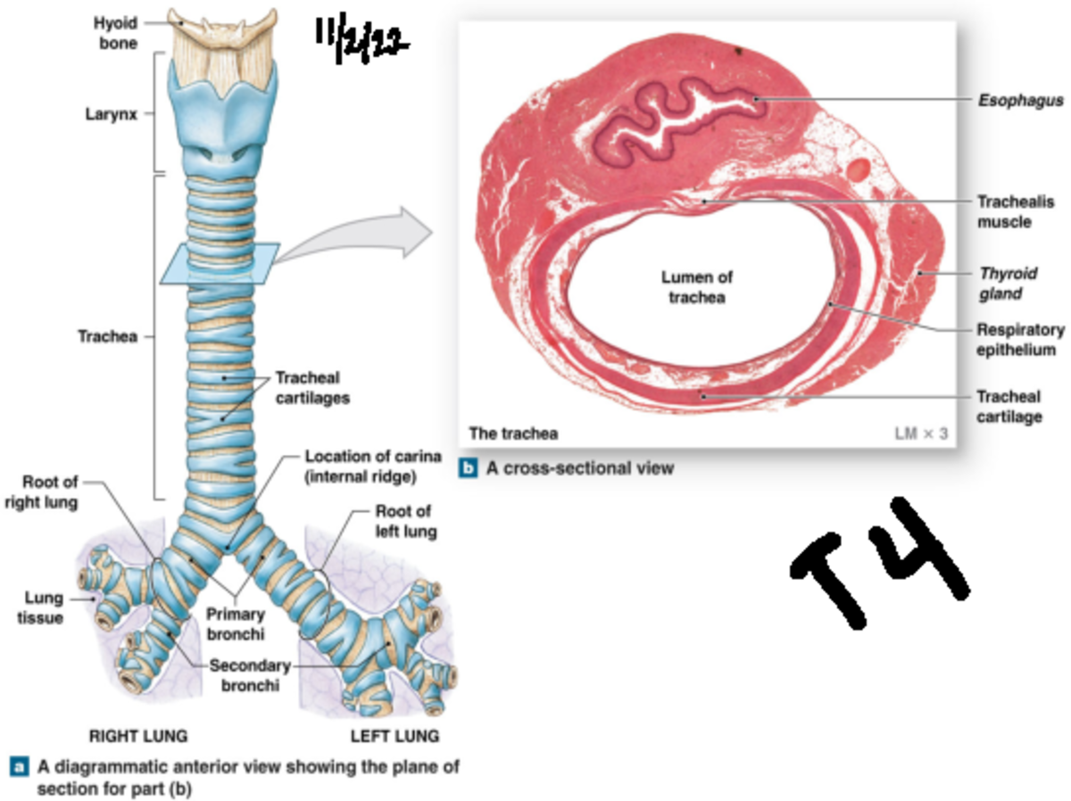 Respiratory Powerpoint #2 - 11( T Bronchial Tree The Conducting Zone ...