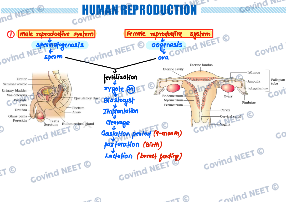 Human Reproduction - NEET Revision Notes for Exam Preparation - Studocu