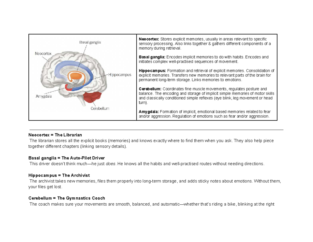 VCE Psychology U3 & 4 - Memory Functions of Brain Areas - Studocu
