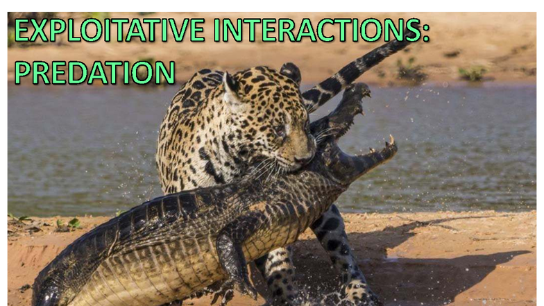 Ecology 14: Exploitative Interactions & Antipredator Defenses Review ...