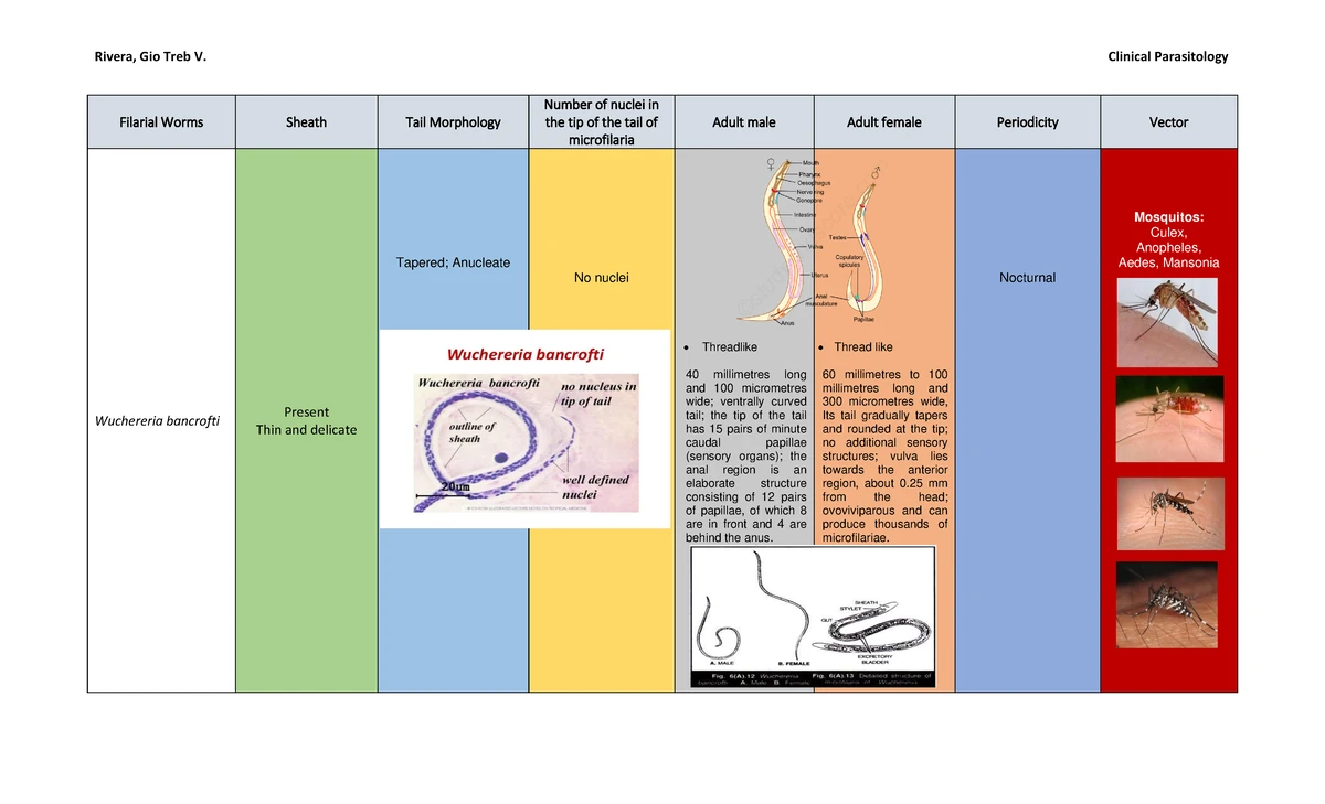 PARA311 (03) Overview of Filarial Worms and Their Life Cycle - Studocu