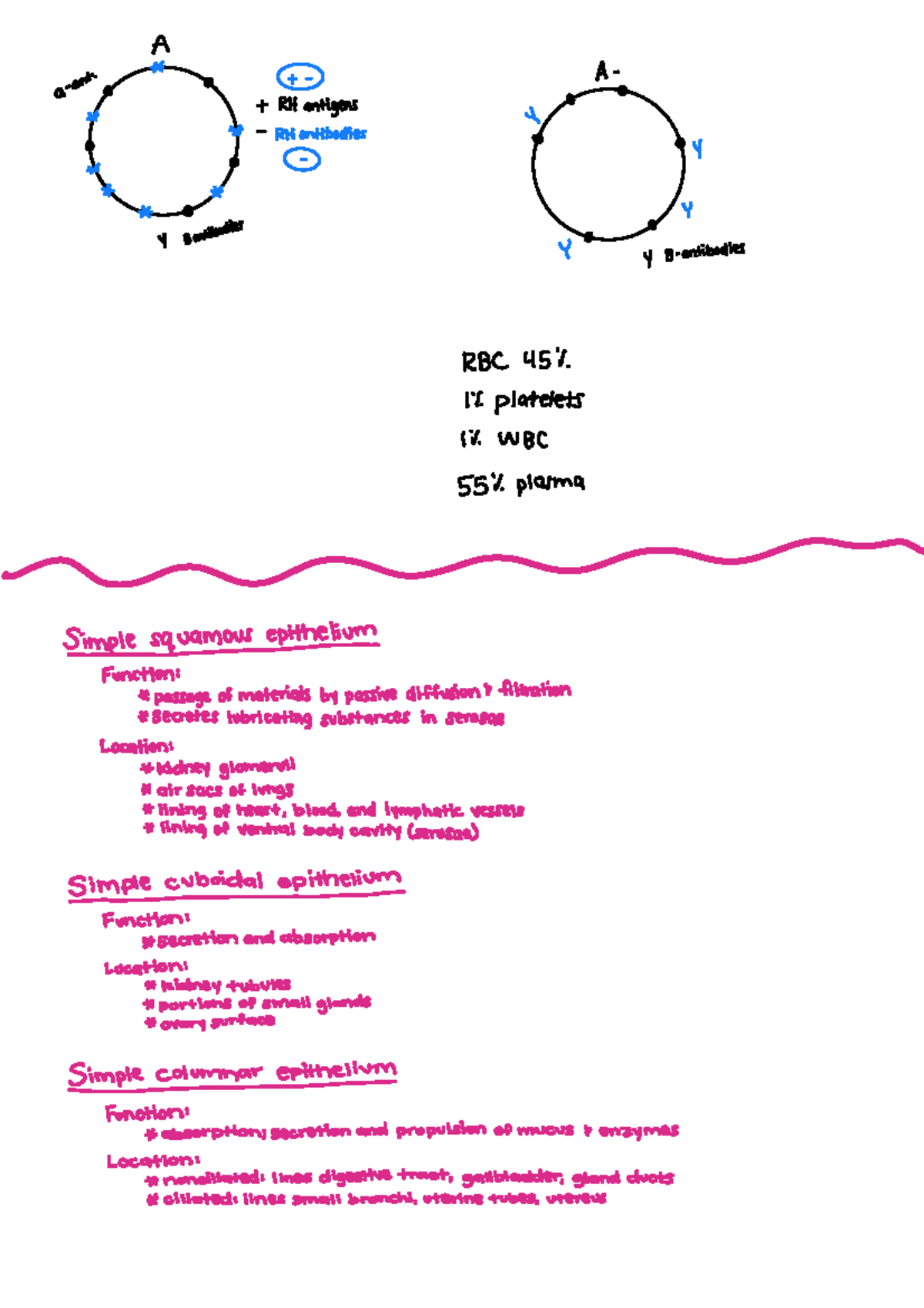 BIOL 101: Tissue Types and Functions Overview - Studocu