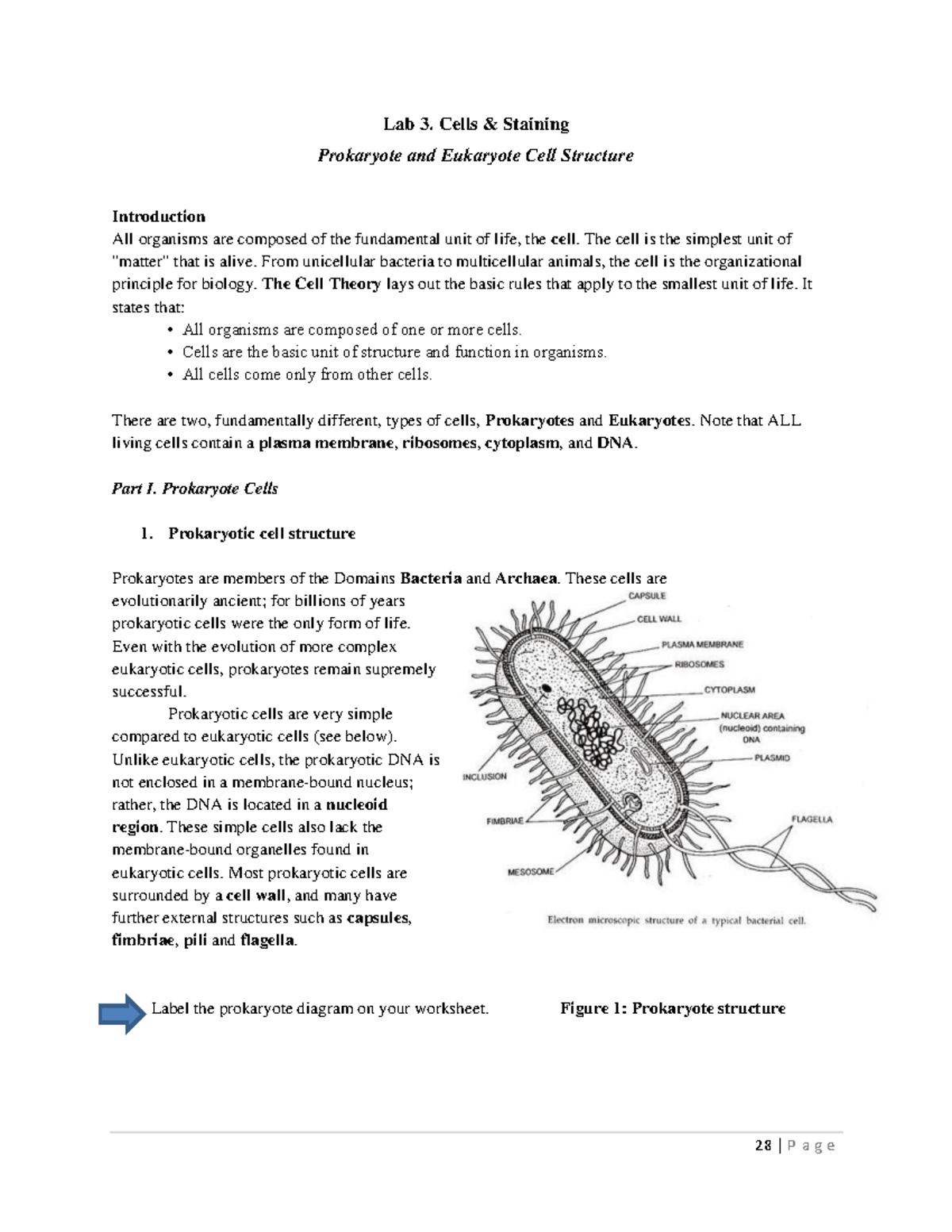 Lab 3: Prokaryotic & Eukaryotic Cell Structure and Staining Techniques ...