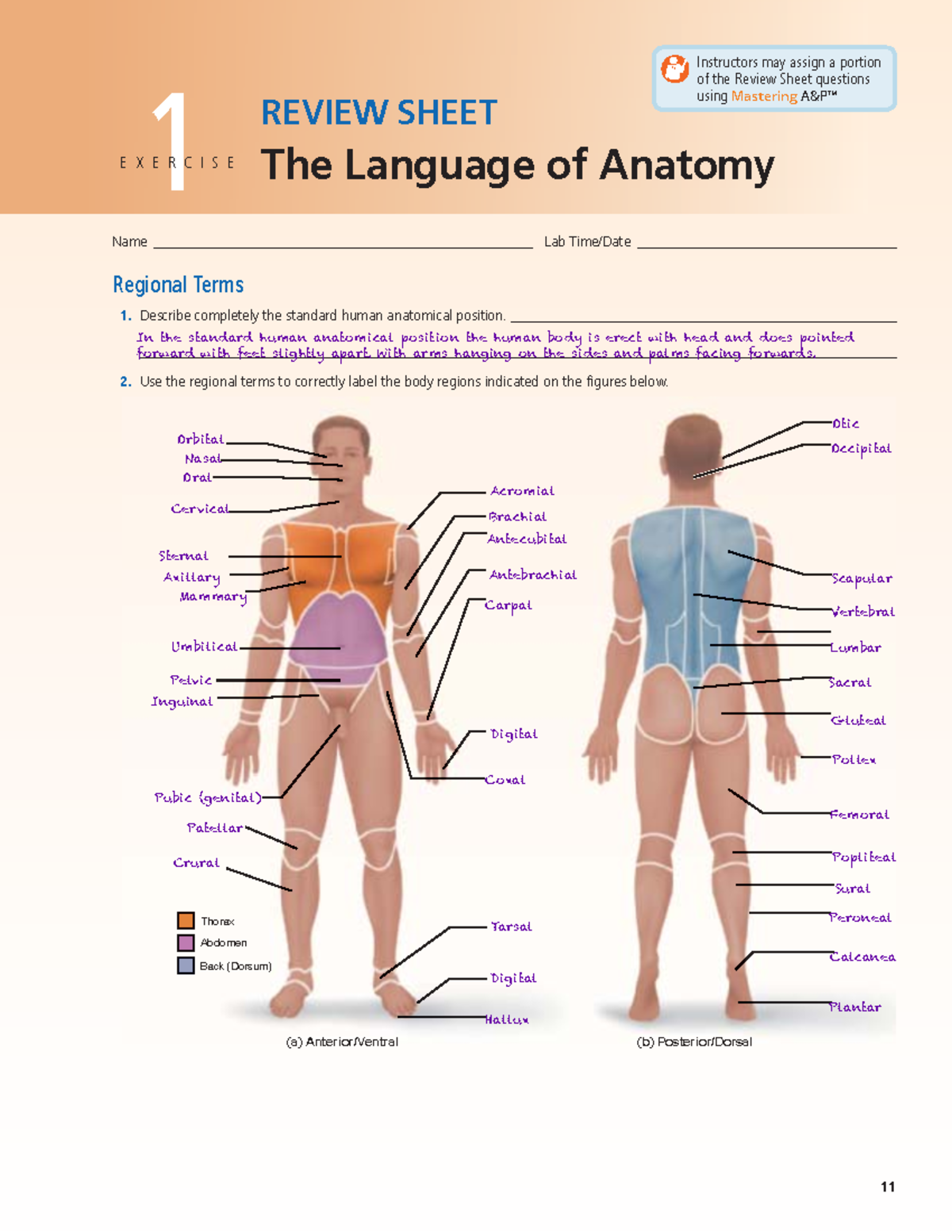 解剖学 1 Anatomy 1 Textbook of Anatomy: Abdomen and Lower Limb, Vol. 2 -4E