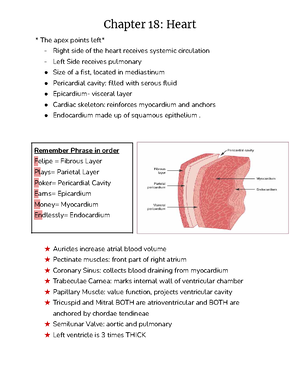 Chapter 18 Cardiovascular System The Heart Quiz Questions Human