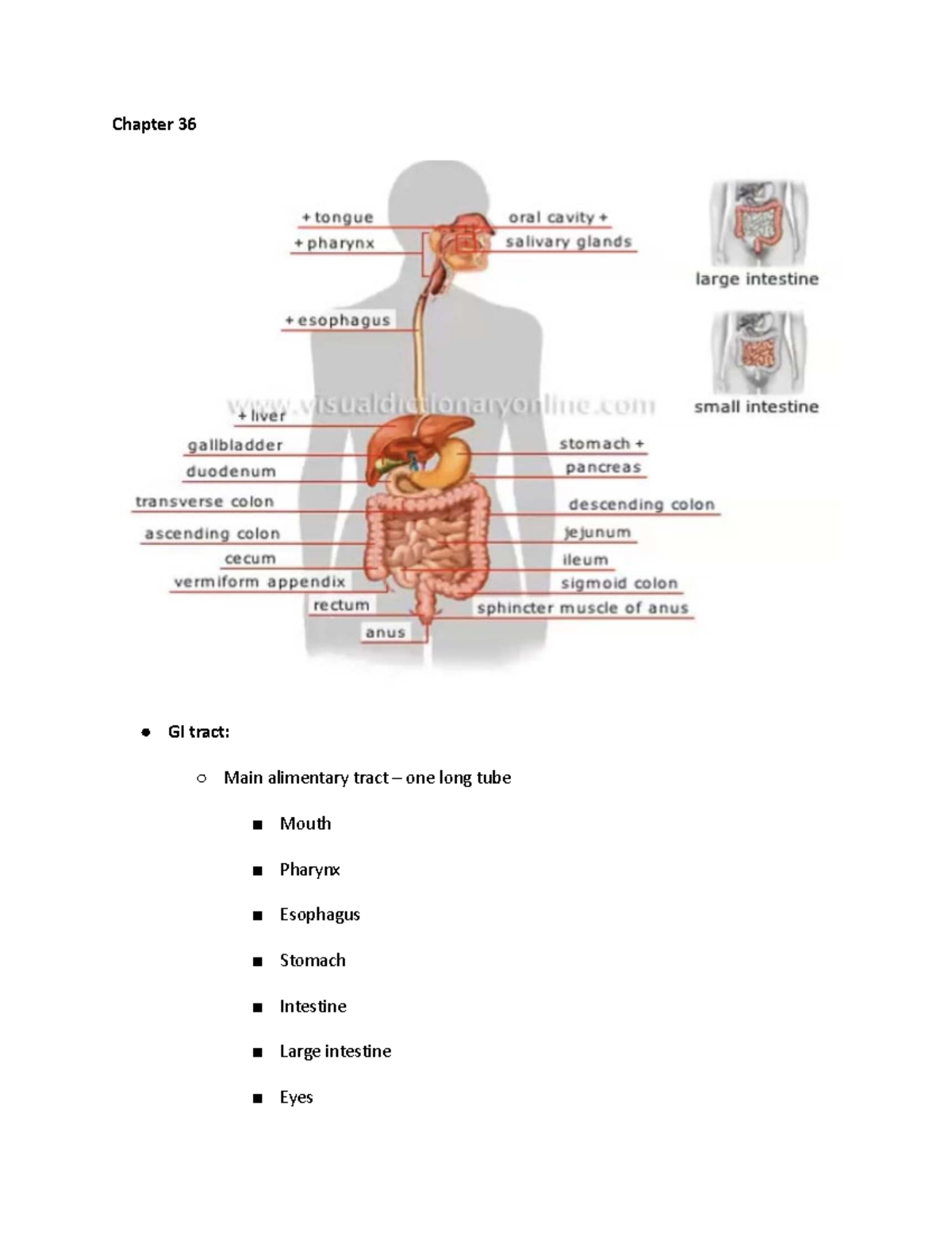 Ch 36: Overview of the GI Tract and Digestive Functions - Studocu