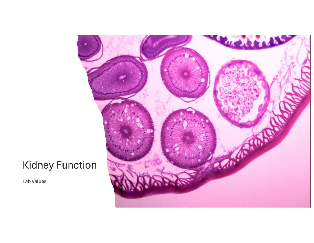 Kidney Function Tests & Lab Values Overview (KFT 101) - Studocu