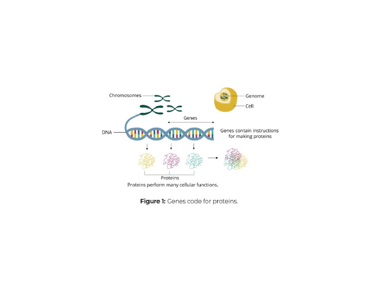 Life science diagram - Chromosomes Genome Cell Genes DNA M Genes ...