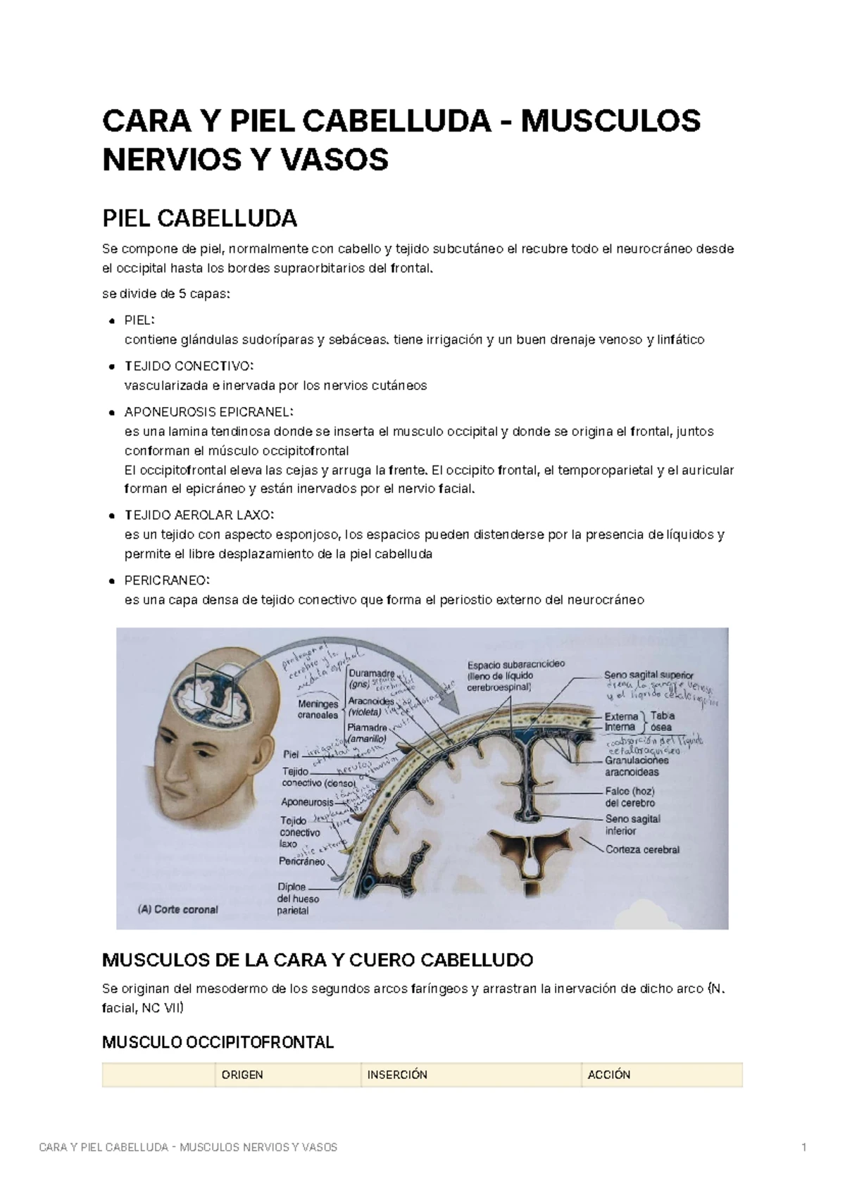 CARA Y PIEL CABELLUDA M sculos Nervios Y Vasos 7 8 Studocu