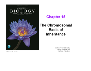 18 dna structure and replication-s - DNA Structure and Replication How ...