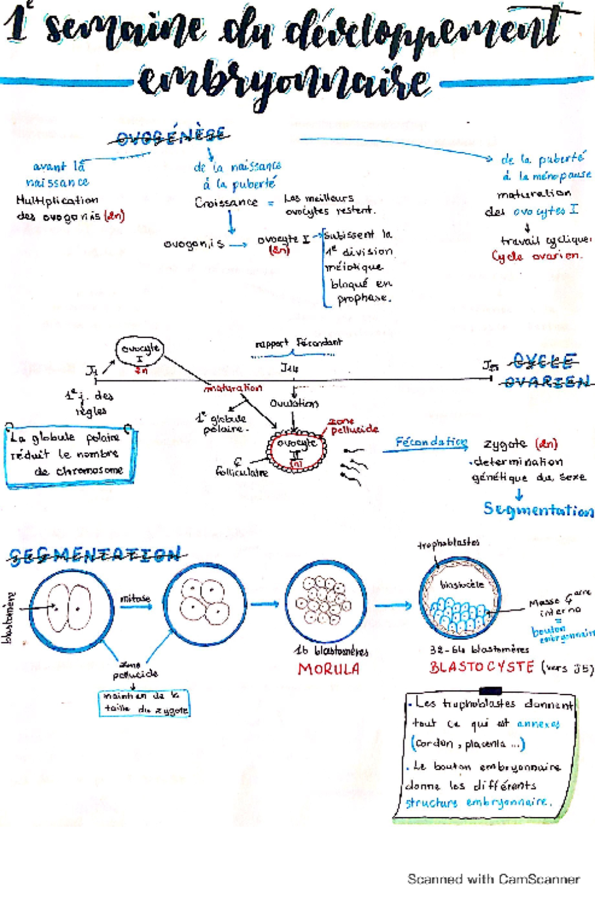 1re et 2e Semaines du Développement Embryonnaire - Notes de Cours - Studocu