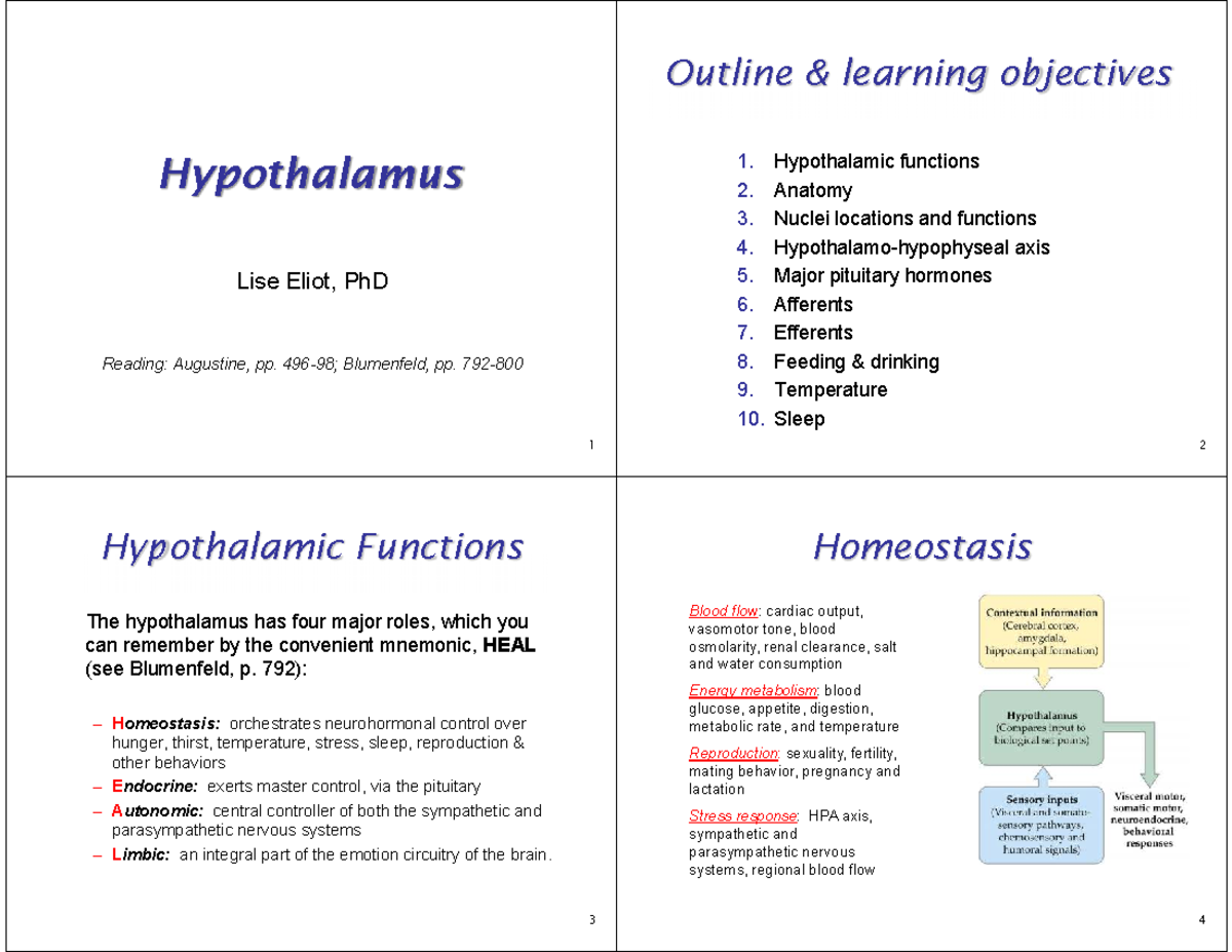 Hypothalamus Functions and Anatomy - Final Exam Notes (Course Code ...