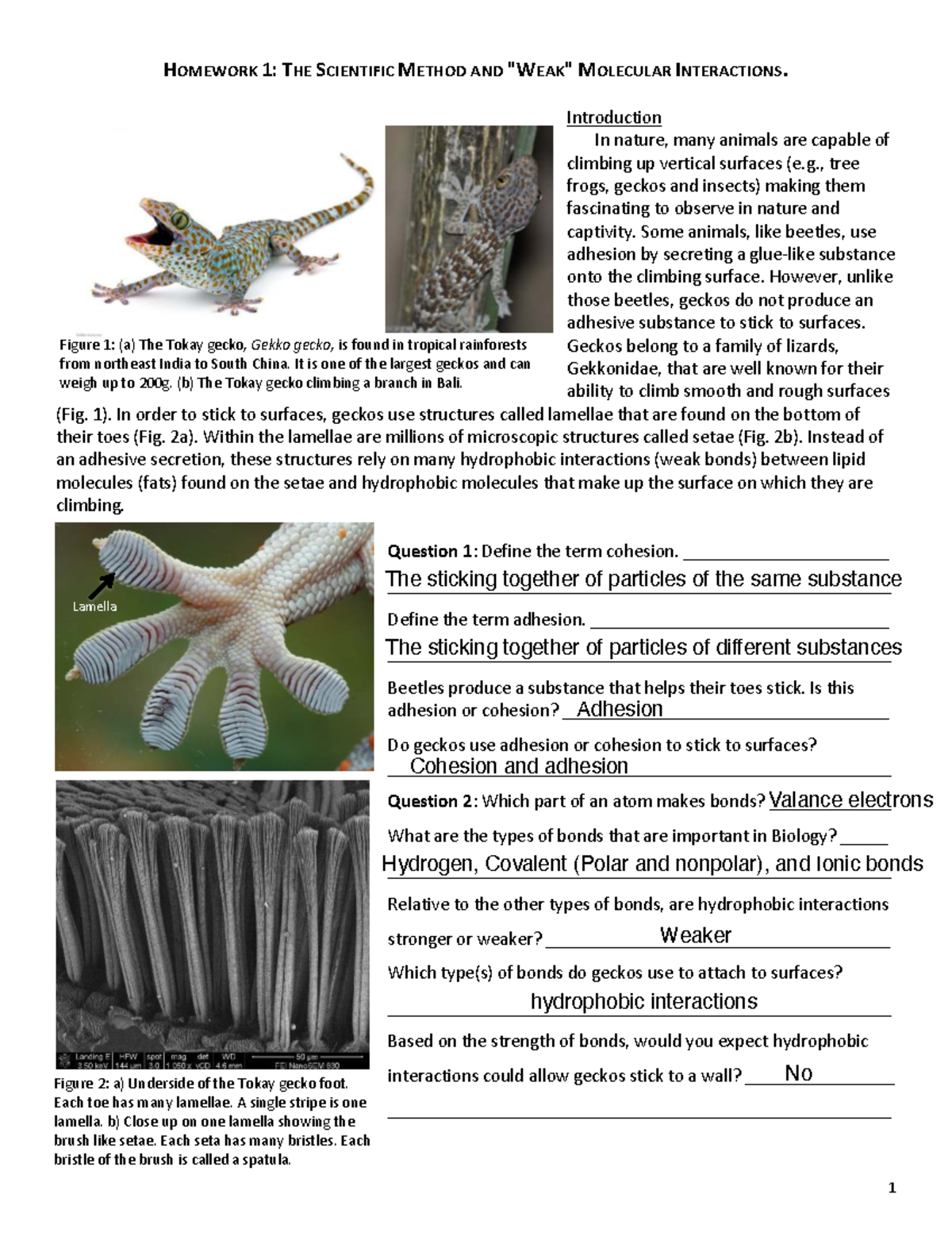 BISC 160 HW 1: The Scientific Method & Gecko Adhesion Mechanisms - Studocu