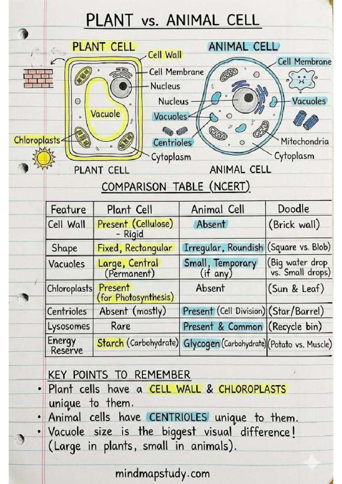 4071 - Anatomy & Physiology: Plant vs. Animal Cell Comparison - Studocu
