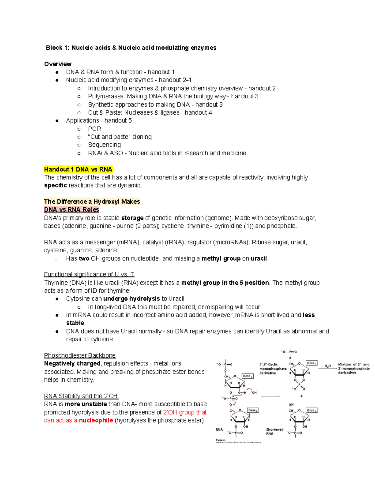 BIOL338: Nucleic Acids and Modulating Enzymes Overview Notes - Studocu