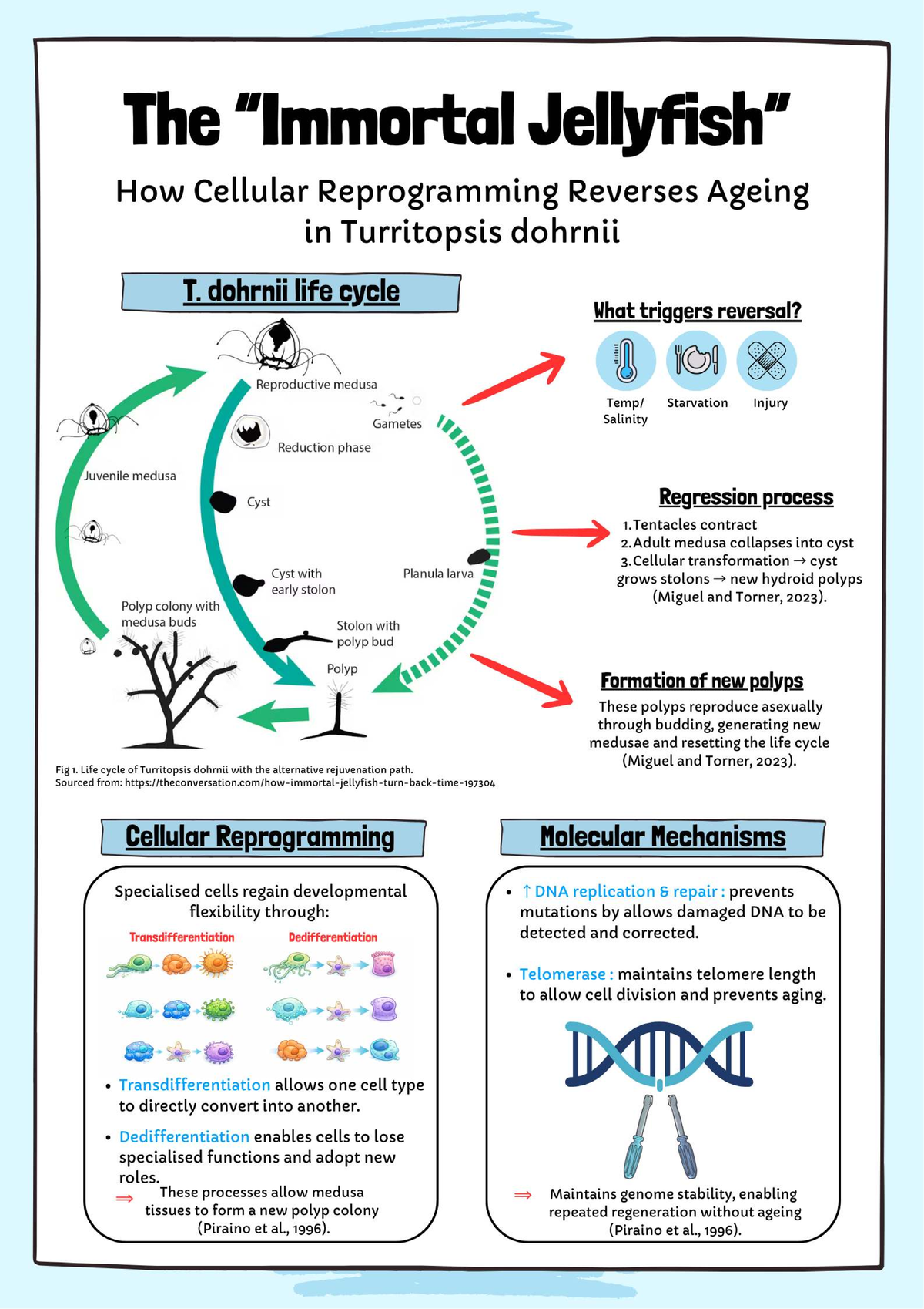 Cellular Reprogramming and Aging Reversal in Turritopsis dohrnii - Studocu