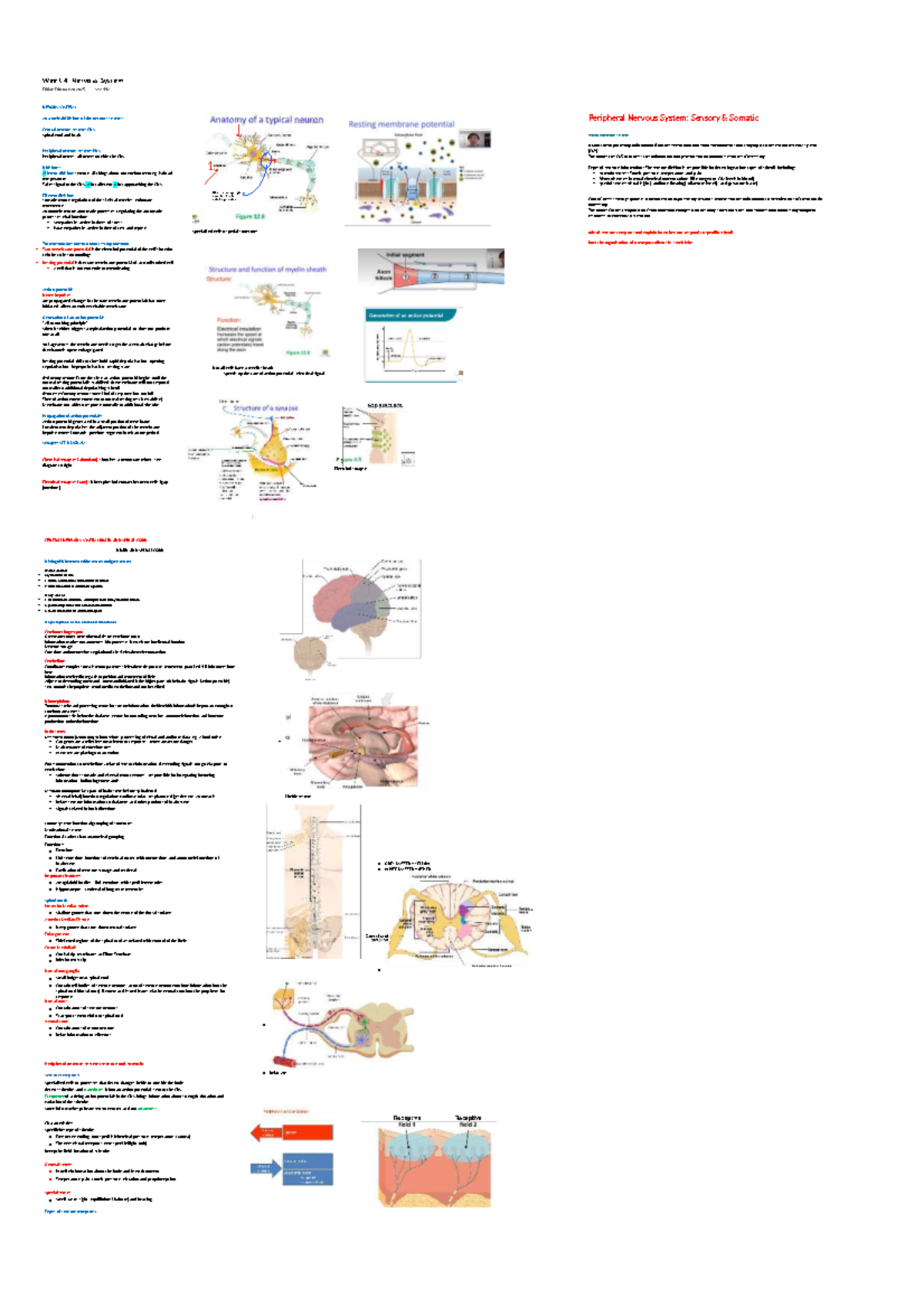 Week 4: Nervous System Overview and Key Concepts - Studocu