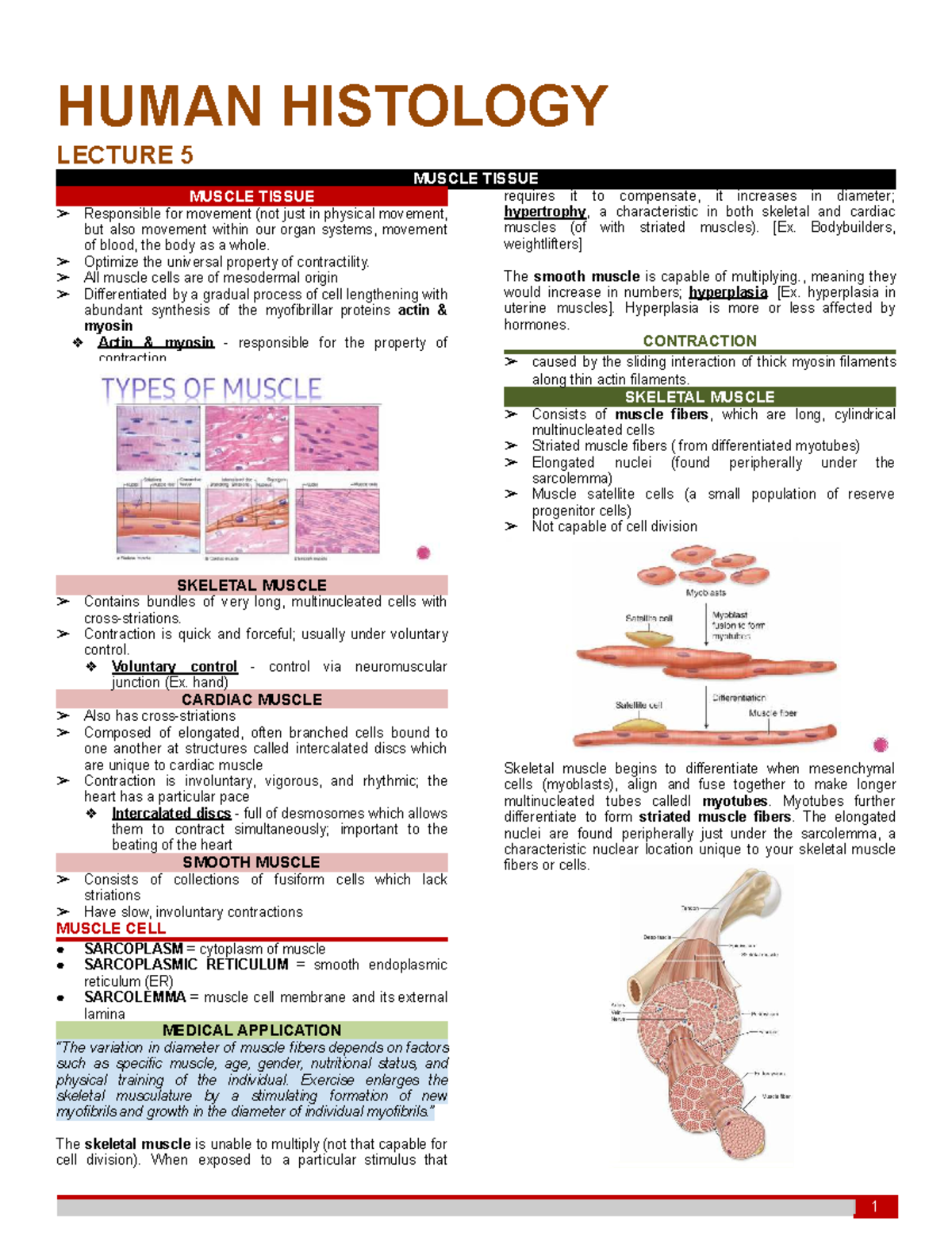 HUMAN HISTOLOGY LECTURE 5: MUSCLE TISSUE OVERVIEW - Studocu