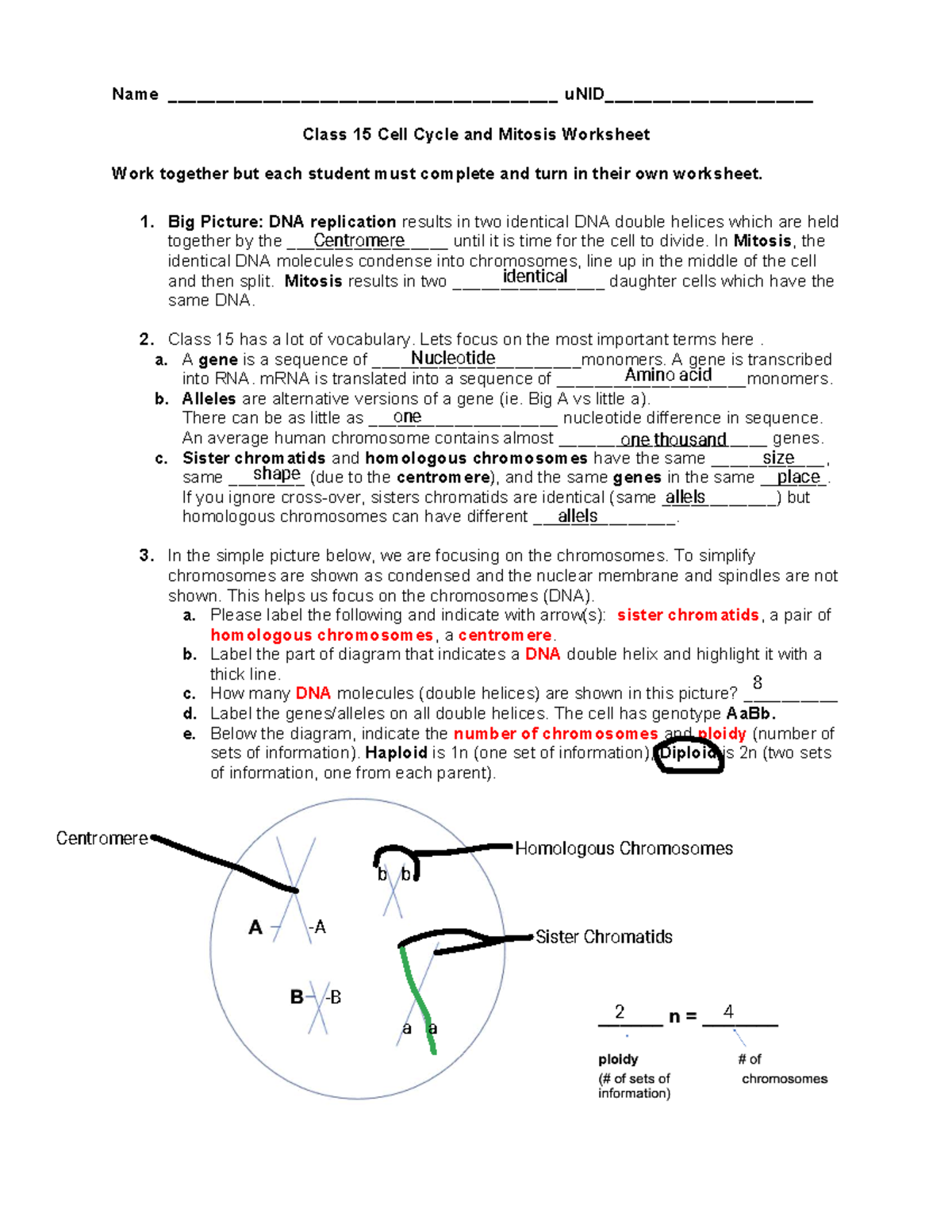 Class 15 Cell Cycle and Mitosis Worksheet - Studocu